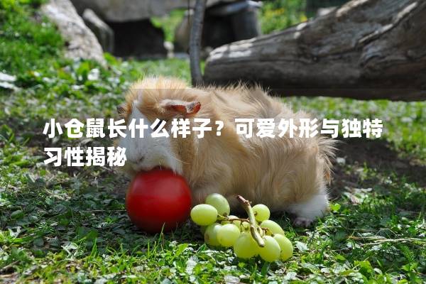 小倉鼠長什么樣子？可愛外形與獨特習性揭秘